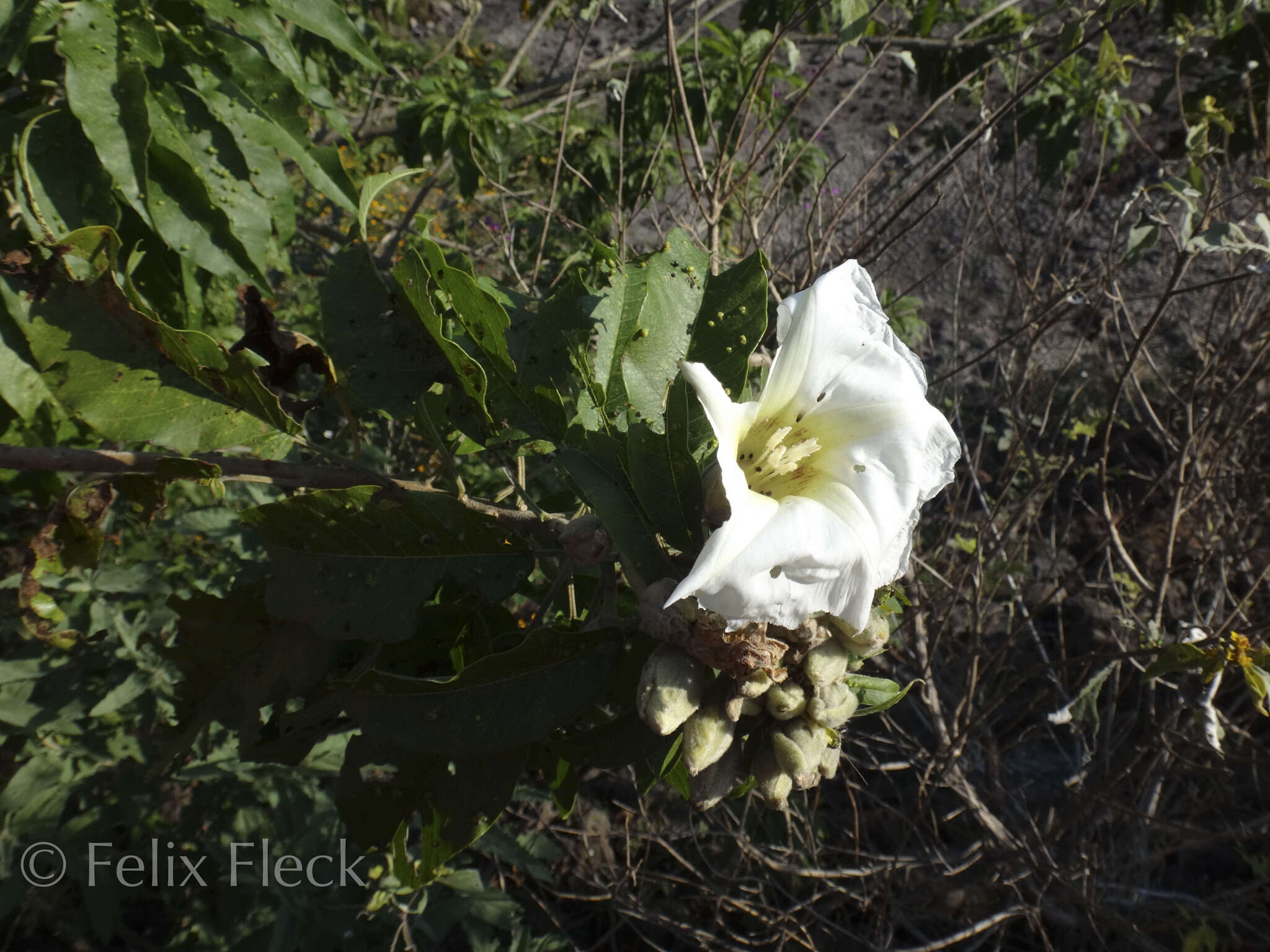 Imagem de Ipomoea murucoides Roem. & Schult.