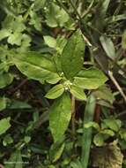 Image of Pacific False Buttonweed