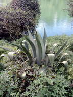 Image de Agave hookeri Jacobi