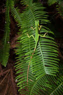 Image of Common green forest lizard