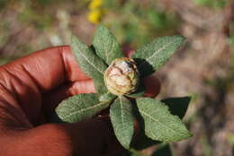 Image de Salix alaxensis var. longistylis (Rydb.) C. K. Schneid.