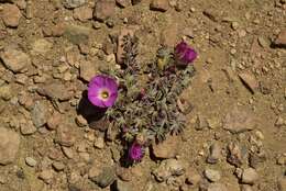 Слика од Oxalis adenophylla Gill.