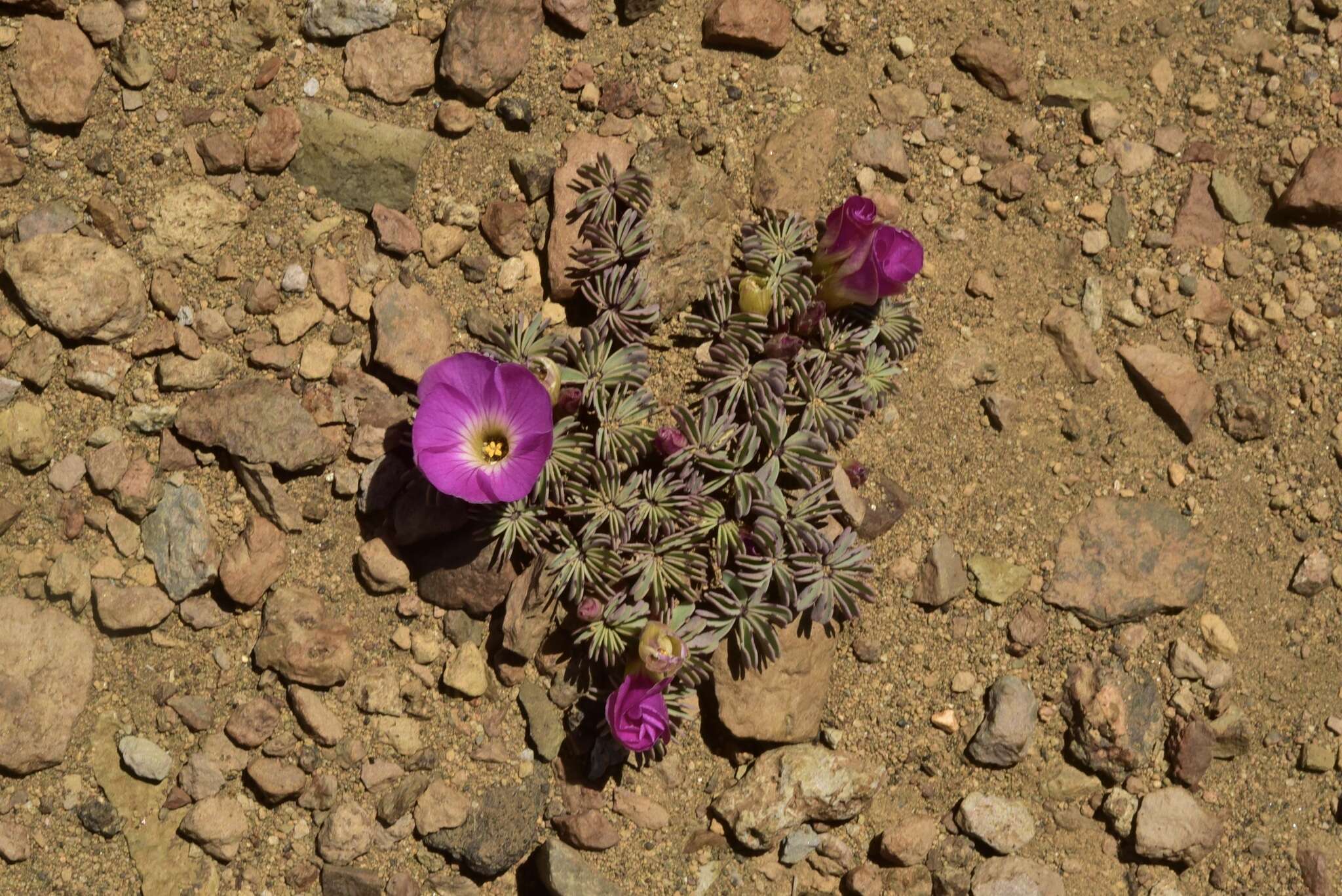 Слика од Oxalis adenophylla Gill.