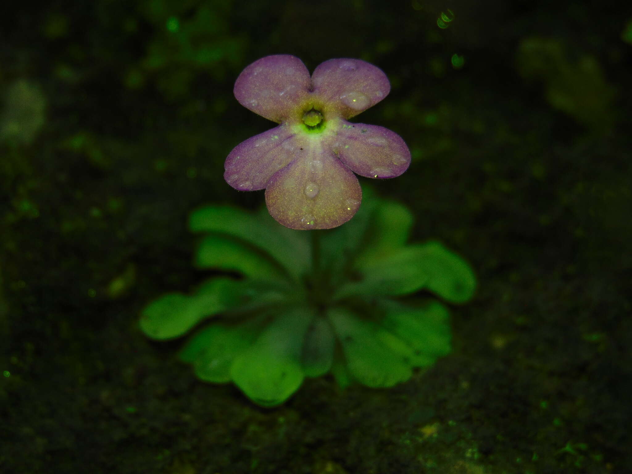 Image of Pinguicula cyclosecta Casper