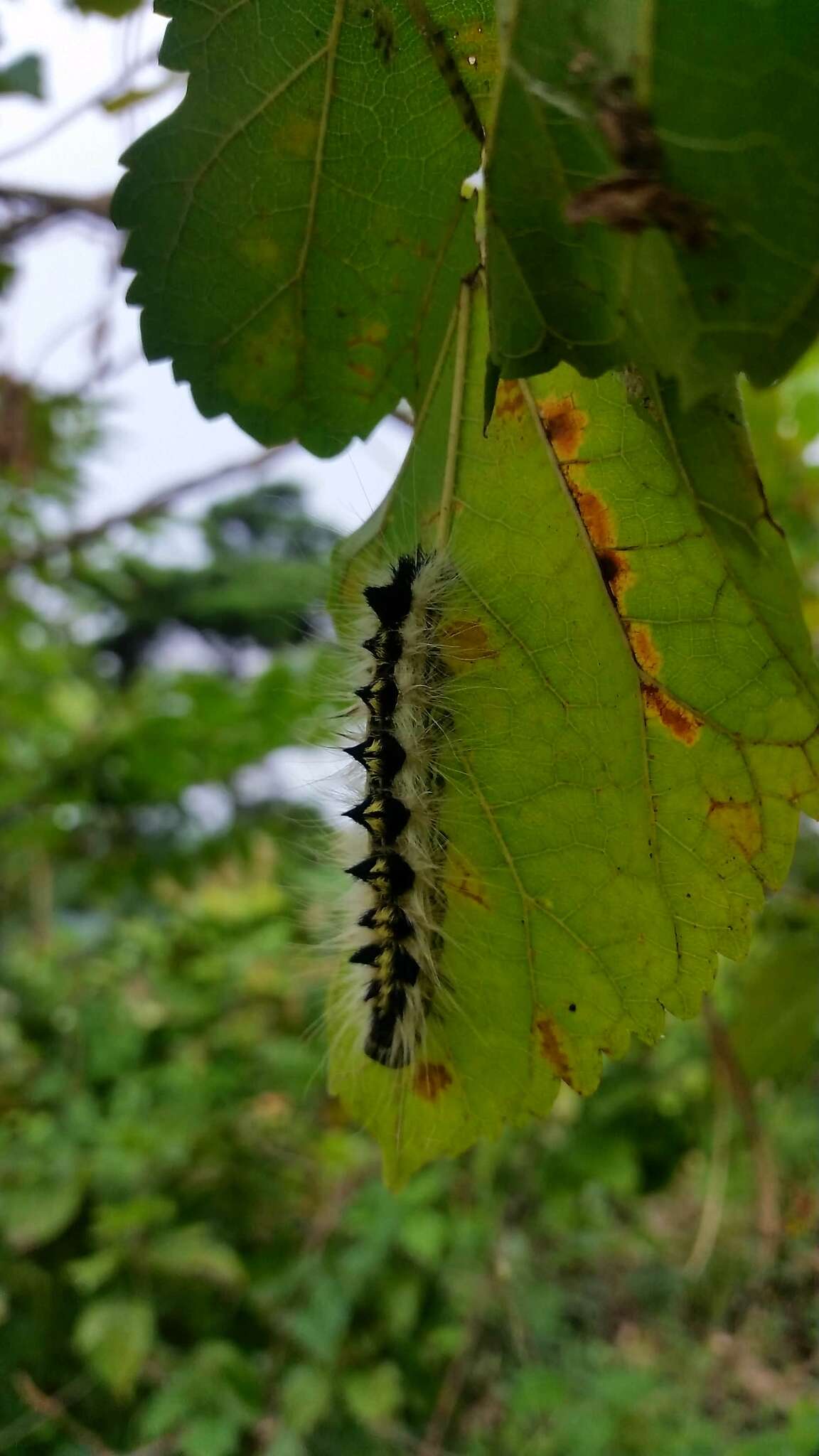 Imagem de Acronicta major Bremer 1864