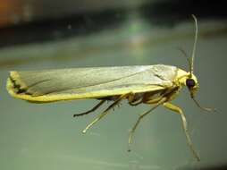 Image of scarce footman