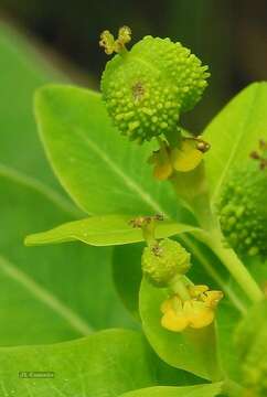 Euphorbia hyberna L. resmi