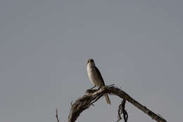 Image of Red-tailed Shrike