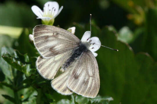 Image of Pieris bryoniae (Hübner (1806))