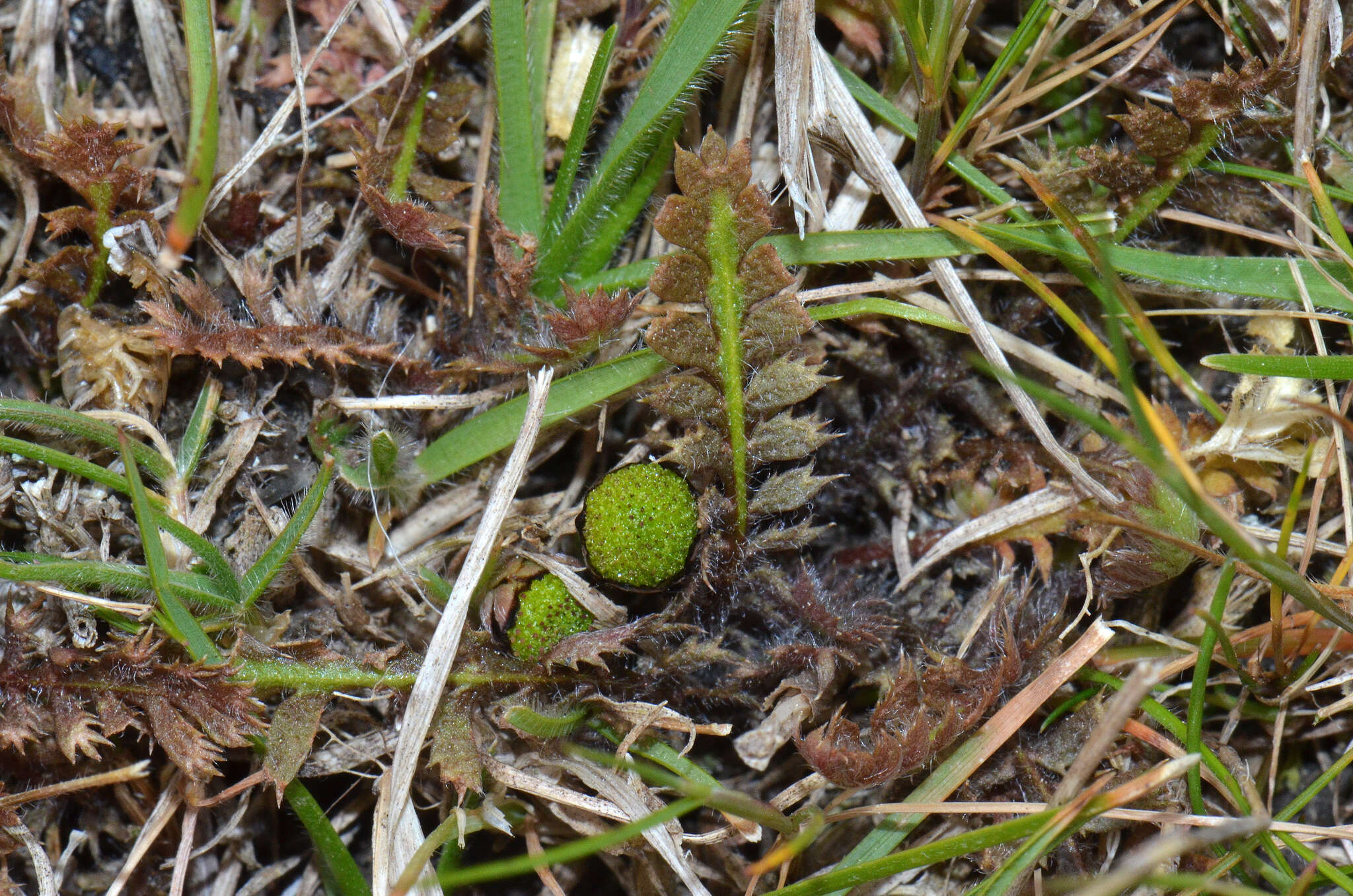 Image of Leptinella pusilla Hook. fil.