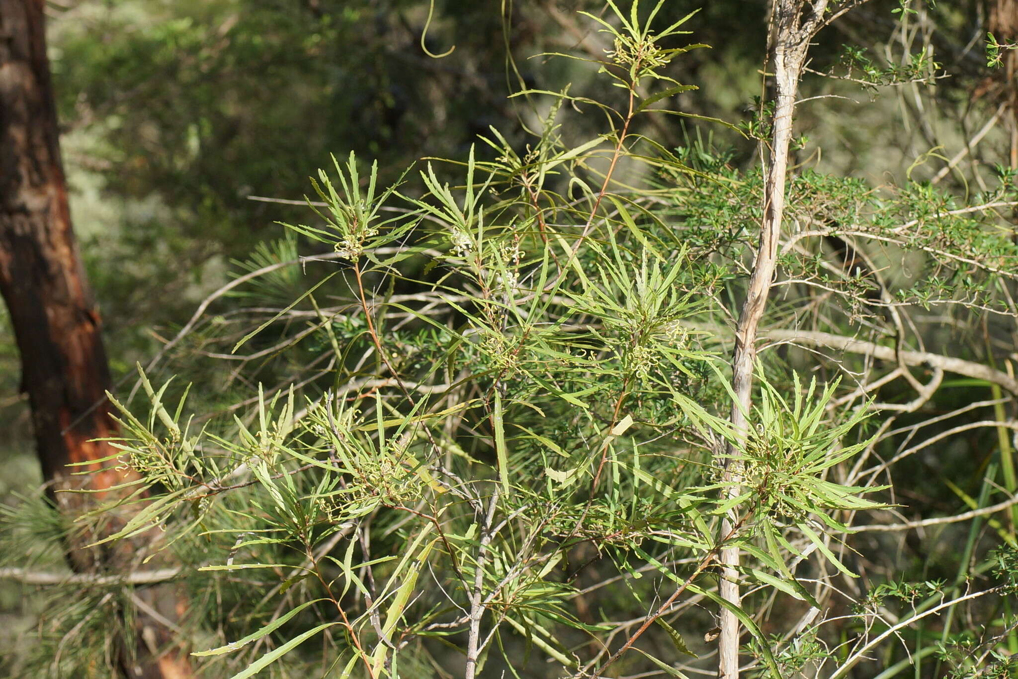 Lomatia myricoides (C. F. Gaertner) Domin的圖片