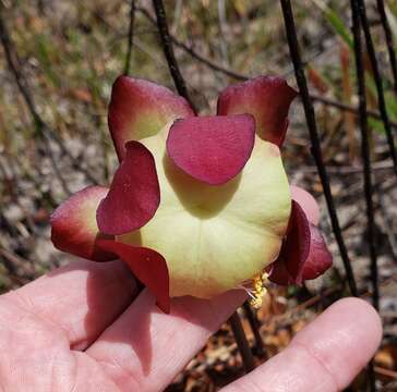 Image of Rosy Pitcherplant