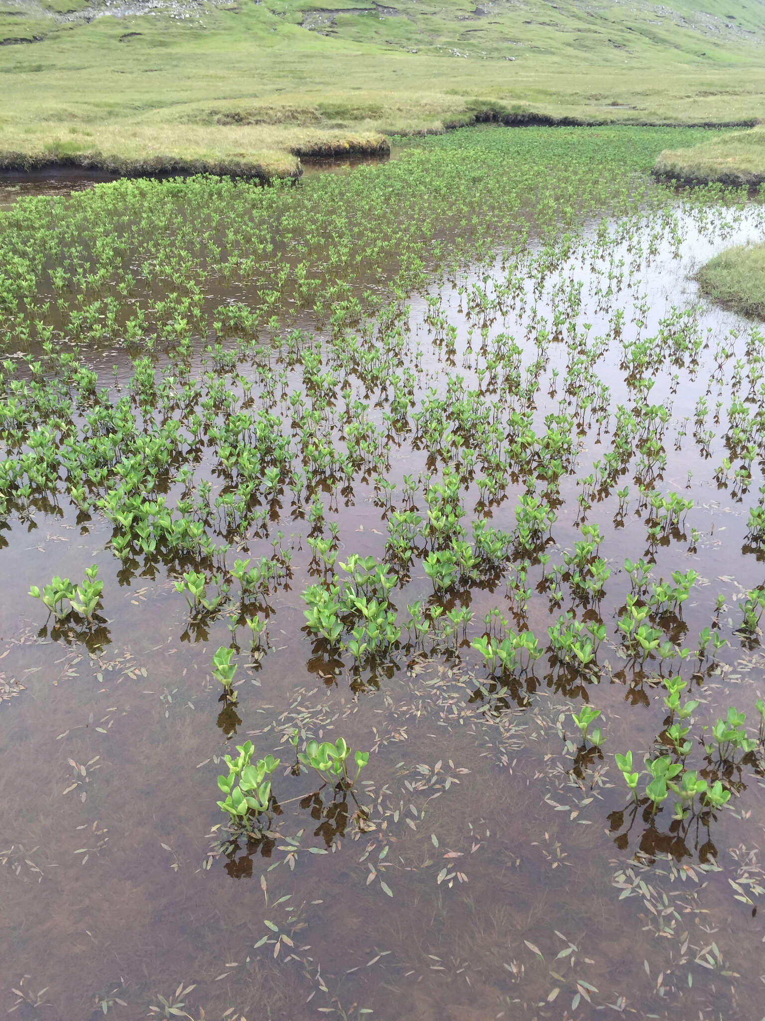 Image of bogbean