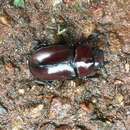 Image of KZN Stag Beetle