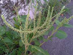 Imagem de Amaranthus viridis L.