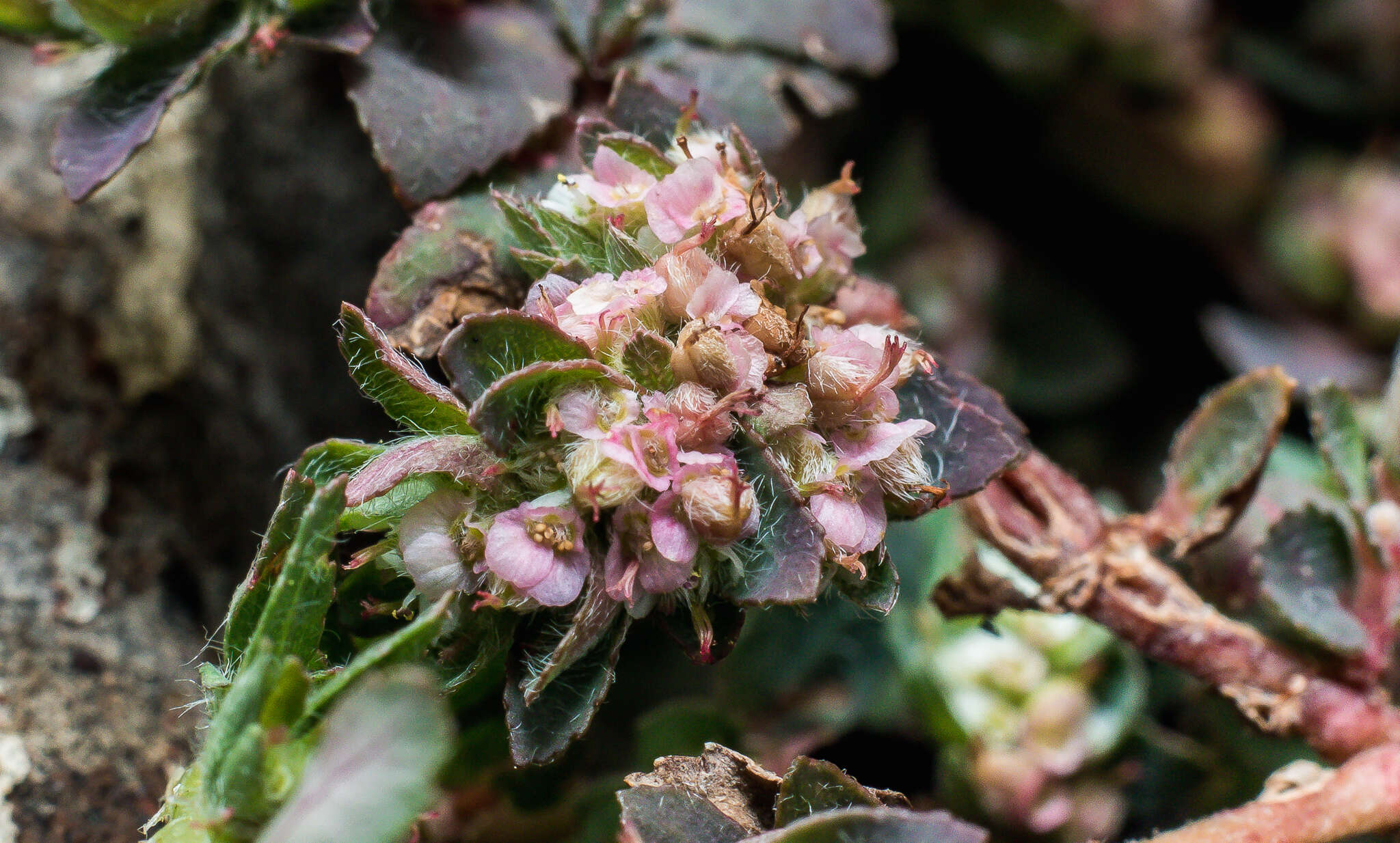 Euphorbia dioeca Kunth resmi