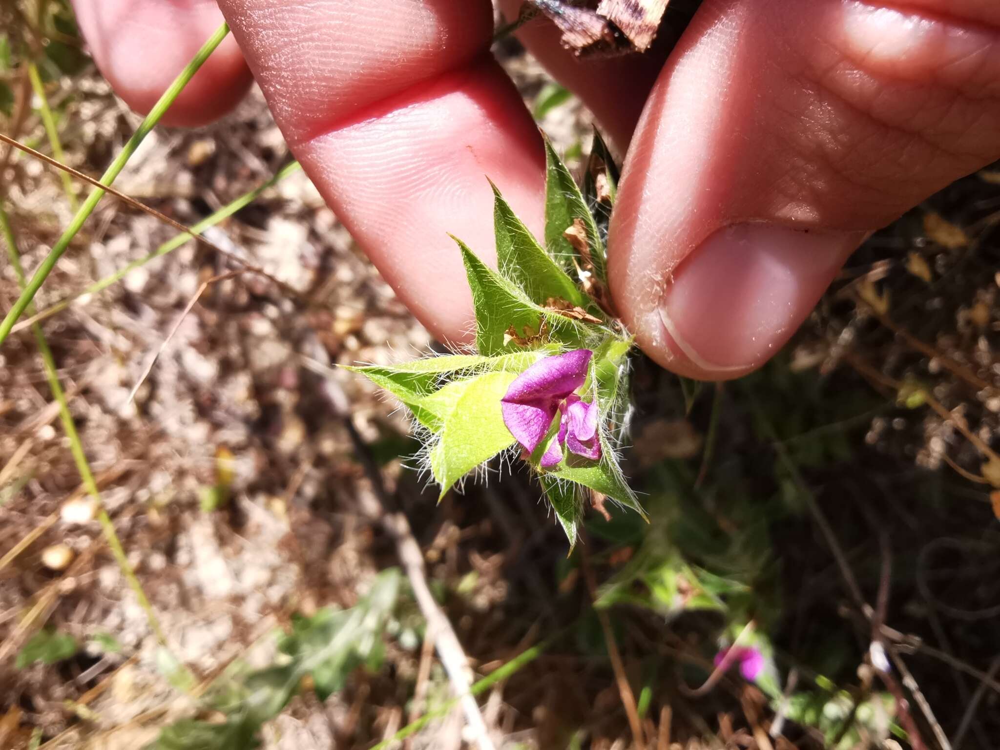 Imagem de Psoralea imbricata (L. fil.) T. M. Salter