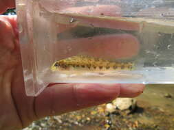 Image of Saffron darter