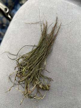 Image of riverweed