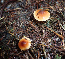 Image of Cortinarius waiporianus Soop 2013