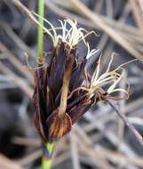 Image of Black Bog-rush