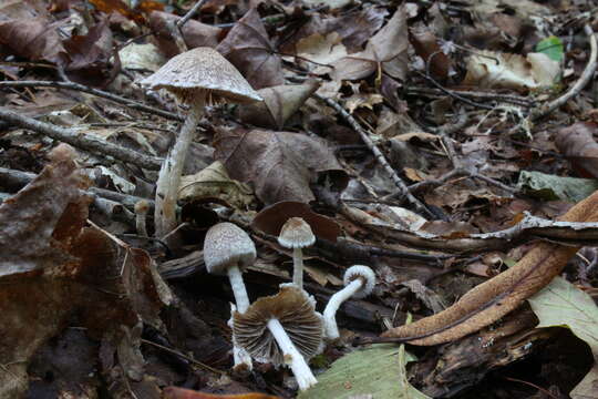 Plancia ëd Psathyrella mucrocystis A. H. Sm. 1972