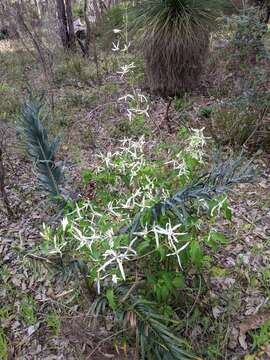 Image of Clematis pubescens Hueg. ex Endl.