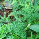 Selaginella delicatula (Desv. ex Poir.) Alston的圖片