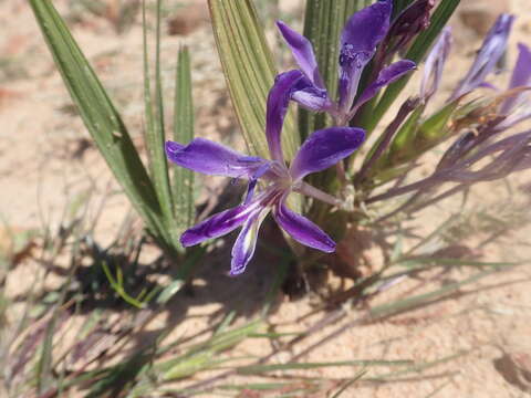 Image of Babiana ecklonii Klatt