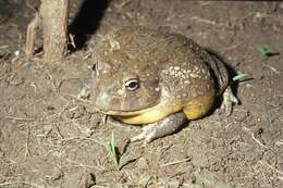 Image of African Bullfrog