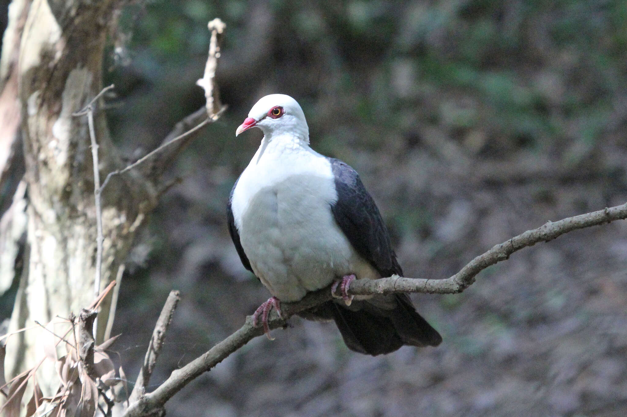 Image of White-headed Pigeon