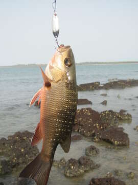 Image of Gorean Snapper