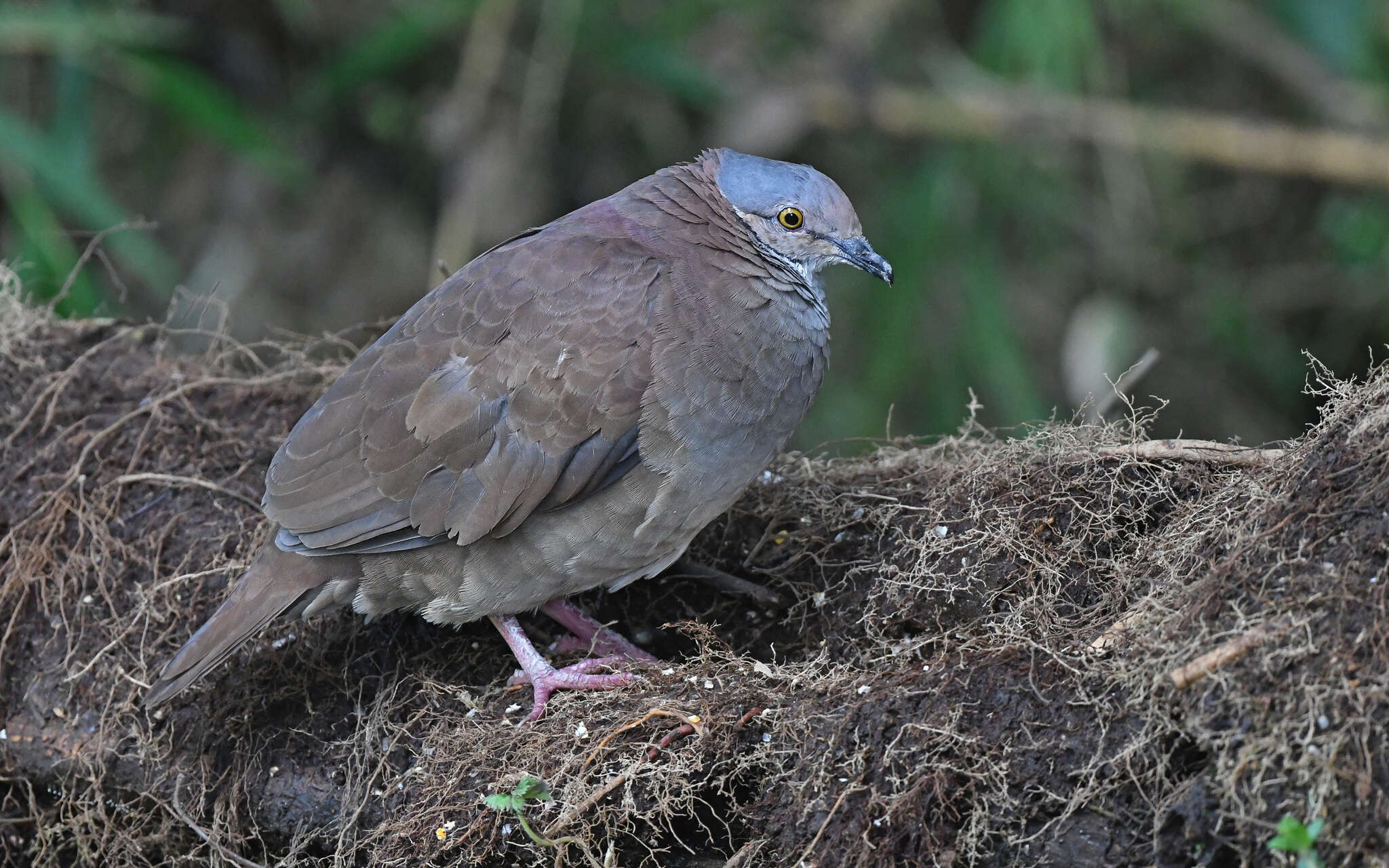 Image of White-throated Quail-Dove