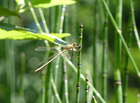 Image of Lestes undulatus Say 1840