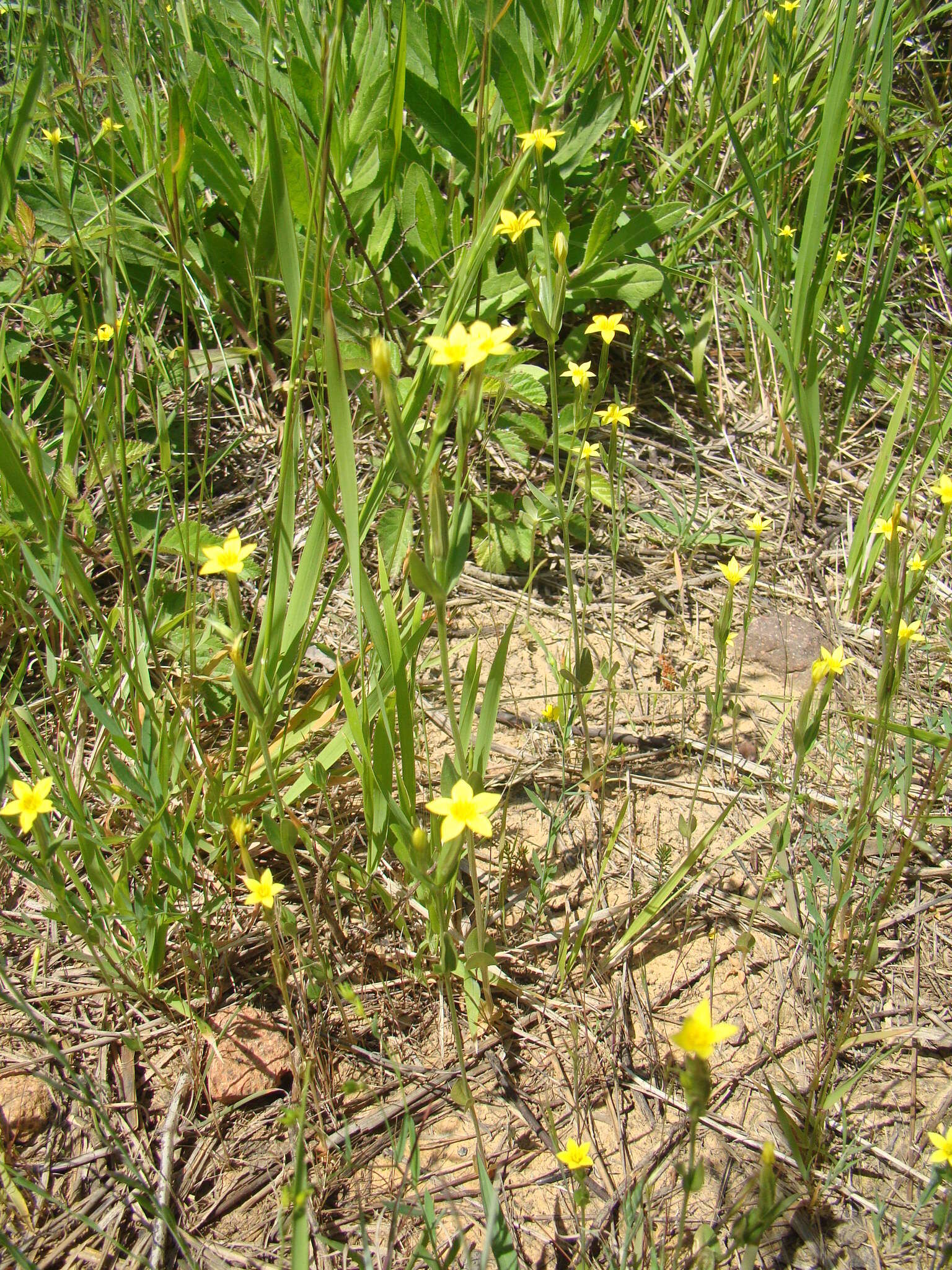 Image of Yellow centaury