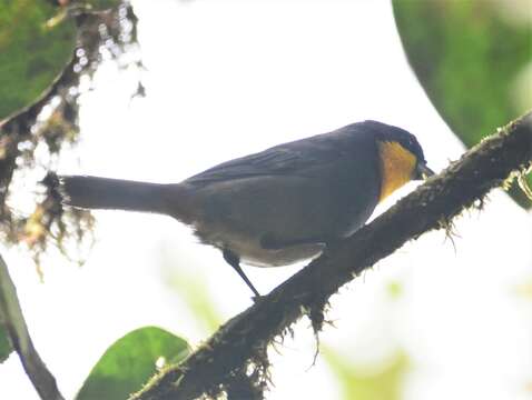 Image of Purplish-mantled Tanager