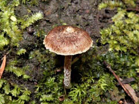 Image of Inocybe serrata Cleland 1933