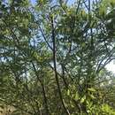 Image of Cassia abbreviata subsp. beareana (Holmes) Brenan