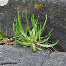 Plantago maritima subsp. juncoides (Lam.) Hulten resmi