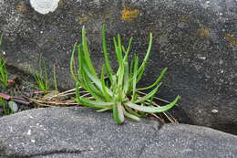 Image of goose tongue