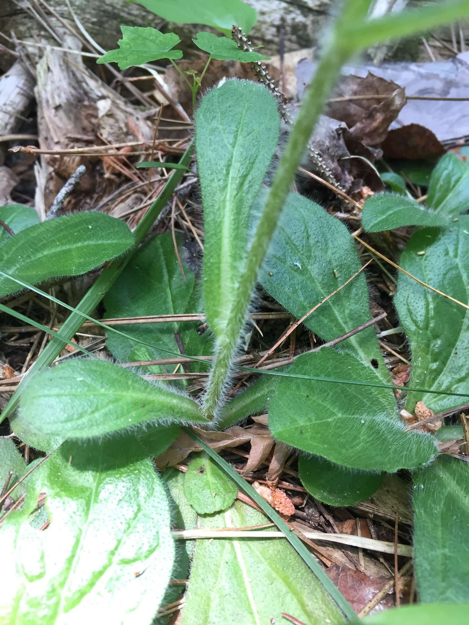 Plancia ëd Erigeron pulchellus Michx.