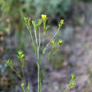 Linum corymbulosum Rchb. resmi