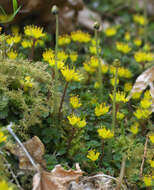 Image of Chrysosplenium album var. flavum Hara