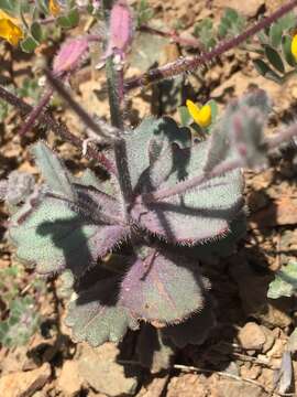 Image of Mt. Diablo jewelflower