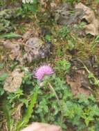 Imagem de Cirsium monspessulanum (L.) Hill