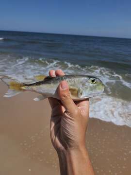 Image of Green Rrough-backed Puffer