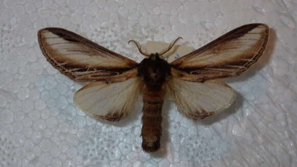 Image of Greater Swallow Prominent