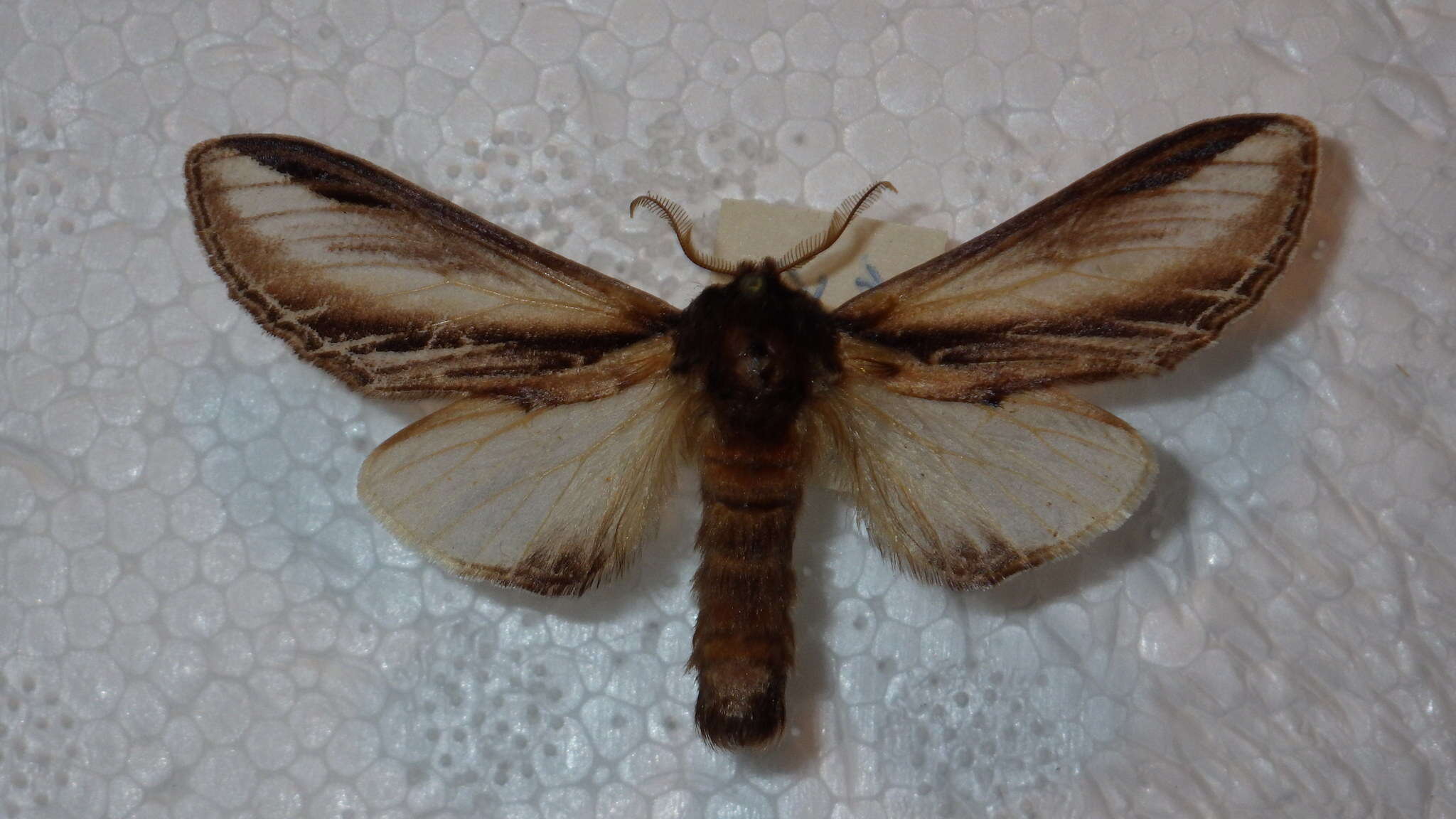 Image of Greater Swallow Prominent