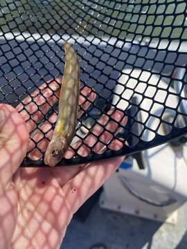 Image of Striped Cusk-eel