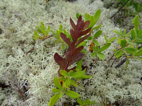 Image of false toadflax